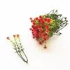 Plastiska falska blommor fulla av stj￤rnor Hemma gr￤smatta tr￤dg￥rdsvy Skottdekoration