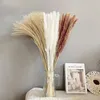 Fleurs décoratives A50I 60 Pcs Reed Pampas Set Forget-Me-Not Bouquet de fleurs séchées Décoration immortelle pour Arrangements Home Decor