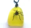 Pendant Necklaces 20 Pcs Real Bug Insect Amber Resin Color Ornaments