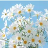 5 têtes marguerites blanches fleurs artificielles longue branche Bouquet famille fête mariage décoration bricolage mariée soie fleur artificielle