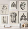 Nordic Canvas Print Education M￥lning Modern Decor Human Anatomy Artwork Medical Wall Picture Muscle Skeleton Vintage Poster Woo