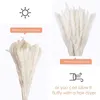 Decoratieve bloemen 30 pc's witte pampa's gras 17 inch natuurlijke gedroogde takken decor voor thuis moestuin feesten pographing