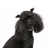 Hundkläder små hundar hårklipp för husdjur tillbehör leveranser Yorkshire wing dekor husdjur clip halloween
