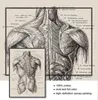 Nordic Canvas Print Education M￥lning Modern Decor Human Anatomy Artwork Medical Wall Picture Muscle Skeleton Vintage Poster Woo