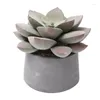 Fiori decorativi Nordic Ins Wind High Simulation Succulent Cactus Decorazione in vaso El Home Office