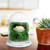 Opslagflessen dome cloche display bel jar terrarium bloem kas plantenster duidelijke basisomslag bewaard gebleven bouten houder decor tuin fles