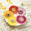 Couronnes De Fleurs Décoratives Gerbera DIY Séché Photos De Fleurs Pressées Spécimens Naturels Pour Peinture Décoration 10 Pcs 230227