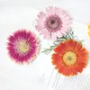 Couronnes De Fleurs Décoratives Gerbera DIY Séché Photos De Fleurs Pressées Spécimens Naturels Pour Peinture Décoration 10 Pcs 230227