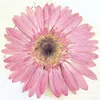 Couronnes De Fleurs Décoratives Gerbera DIY Séché Photos De Fleurs Pressées Spécimens Naturels Pour Peinture Décoration 10 Pcs 230227