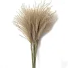 Dekorativa blommor A63i Natural 50st Torked Reed Bundle Bouquet Flower Pampas Grass Phragmites Wedding Holiday Party Decor