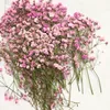 Decoratieve bloemen kransen 60 stks 5-10 cm gedroogd geperst geabsorbeerd gypsophila plant herbarium voor sieraden po frame telefoonhoesje bookmark craft diy 230227