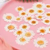 Decoratieve bloemen kransen 100 stcs echte natuurlijk gedroogde geperste witte maisy bloem voor hars sieraden nagelstickers make -up kunst ambachten 230227