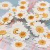 Decoratieve bloemen kransen 100 stcs echte natuurlijk gedroogde geperste witte maisy bloem voor hars sieraden nagelstickers make -up kunst ambachten 230227