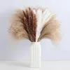 Dekorativa blommor naturliga fluffiga torkade grenar 60st vita pompous torr för vas blommor arrangemang boho bröllop heminredning bukett