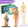 Science Discovery 3D Human Body Torso Model voor Kid Anatomy Model Skeleton Steam Game Diy Organ Assembly Educatief leren speelgoedleer Tool 230227