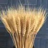 Decorative Flowers Wreaths 30Pcs Real Wheat Ear Natural Dried Fluffy Pampas Grass Table Large Bunny Tail Decor Boho Home Decoration 230227