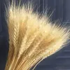 Decorative Flowers Wreaths 30Pcs Real Wheat Ear Natural Dried Fluffy Pampas Grass Table Large Bunny Tail Decor Boho Home Decoration 230227