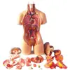 Science Discovery 28cm Anatomisk mänsklig överkropp Body Model Anatomy Intern Organ Teaching Mold Assembly Science Kid Baby Education Toy Gift 230227