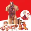 Science Discovery 28cm Anatomisk mänsklig överkropp Body Model Anatomy Intern Organ Teaching Mold Assembly Science Kid Baby Education Toy Gift 230227