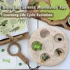 Science Discovery Life Cycle Board Montessori Kit Biologi Science Education Toys for Kids Sensory Tray Animal Figur Life Cycle Sortering Träleksak 230227