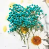 Dekoratif Çiçek Çelenkler 60pcs 5-10cm kurutulmuş presli emilmiş gypsophila bitki Herbaryum Mücevher Po Çerçeve Telefon Kılıfı Bookmark Craft DIY 230227