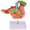 科学発見1 1寿命の解剖学的膵臓十二指腸胆嚢病理モデルラボオフィス機器学生向け飾り230227