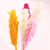 Decorative Flowers 2pcs Natural Dried Preserved Sorghum Ear Bouquet Eternelle Display Wedding Home Party Decoration Accessories 1