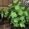 Decorative Flowers Artificial Plants Fresh And Tender Hop Leaves Home Garden Decorate