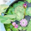 Garden Decorations Outdoor Decor Lotus-style Fountain Swimming Pool 17x17cm Decoration Solar Purple Abs Pond Floating