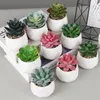 Decorative Flowers Simulated Plant Cicada Wing Jade Dew Artificial Succulent Plants Bonsai Random Variety Without Flower Pot