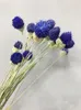 Dekoratif Çiçekler 12 PCS Doğal Kurutulmuş Çiçek Buketi Düğün Güzel Ev Dekor Partisi Gomphrena Globosa Yapay Çilek Çim