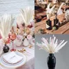 Decoratieve bloemen Kleine natuurlijke gedroogde pampa's gras pluizige elegante witte stengels huis en kantoor duurzaam decor thema boho achtergrond