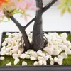 Garden Decorations Natural Pebbles Flower Bonsai Stone Small Pot Succulent Plant Fish Tank Stones Outdoor Gravel Vase Dekorativ 230607