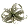 장식용 꽃 시뮬레이션 Tillandsia 홈 장식 파티 창조적 인 장식용 공기 파인애플 장식 공급 즙이 많은 식물