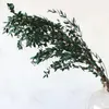 Decorative Flowers Dried Natural Preserved Eucalyptus Leaves Eternal Dry Flower Wedding Marriage Home Living Room Decoration Accessories