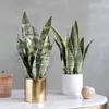 Dekorativa blommor konstgjorda suckulenta växt agave öken växter sansevieria trifasciata förenade hemmakontor dekor falska bonsai tropiska