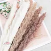 Decorative Flowers Eternal Dried Flower Reed Net Red Pampas Grass Family Holiday Wedding Pography Props Table Decoration Accessories Process