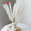 Fiori decorativi Pampas Erba Phragmites Reed Disposizione di bouquet naturale essiccato Decorazioni per feste di matrimonio Decorazioni natalizie per la tavola di casa