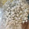 Fiori decorativi 100gGypsophila Baby Breath Million Stars Pianta naturale conservata essiccata Home Wedding Articoli natalizi con nave gratuita