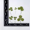 Decorative Flowers Pressed Dried Trifolium Repens L Leaf Flower Herbarium For Jewelry Postcard Bookmark Frame Phone Case Face Makeup Lamp
