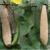 Decorative Flowers 4 Pcs Towel Gourd Pure Natural Plant Fibers Dried Naturally Plants Instead Of Dishcloth