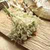 Fiori secchi Spina Palla Piccolo bouquet di fiori Dente di leone Casa fai da te Fotografia di matrimonio Decorazioni natalizie Artificiali Con piante