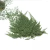 Fleurs décoratives 120pcs 4-7cm Pressé Séché Vert/Brun Stenoloma Chusanum Feuille Fleur Plantes Herbier Bijoux Téléphone Cas Cadre Carte Postale