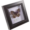 Garden Decorations Table Top Decor Butterfly Taxidermy Decoration Wall Hanging Specimen 16.5x16.5cm Frame Simulated Plastic Picture Office