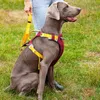 IMMABILI 2022 CARCHIO DEL CANIO RIMBIAMI RILABILIBILE RILABILI PER WEIMARANER PET PET PET GIETS PER CANIO DI GRANDE MEDIBILE S ~ XL IMMARCHE ADATTI