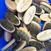 MOQ 50 pcs OEM Custom LOGO Mini Beard Brush Small Size Travel Wooden Facial Brushes with Boar Bristle Hair for Man