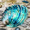 Obiekty dekoracyjne figurki Zelandia Symfonia Abalone Shell Naturalne polerowanie konchu Wyświetlacz biżuterii stojak na Aquarium Landscapng Beach 230614