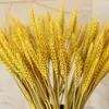 Fleurs décoratives 50pcs Real Wheat Ear Gift naturel séché pour petite amie Décoration de Noël Idées de mariage Bouquet Bouquet