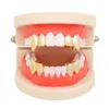 Dental Grills Hip Hop Men Gold Silver Color Teeth Fangs Double Caps för rapparens tandsmycken 230614