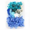 Decorative Flowers DIY Dried Pressed Mixed Natural Material Art Floral Decors Collection Gift Craft Home Decoration